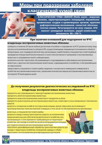 Классическая чума свиней