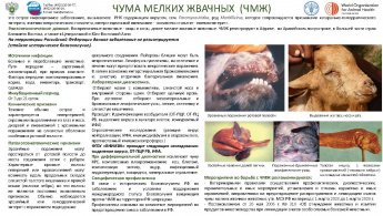 Чума мелких жвачных