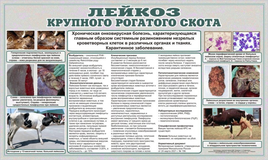 Лейкоз крупного рогатого скота 