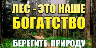 В лесах Иркутской области вводится режим ЧС