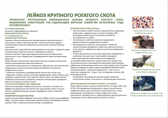 Лейкоз крупного рогатого скота (гемобластоз)