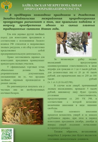 Разъяснения законодательства об ответственности за незаконную рубку деревьев хвойных пород в преддверии новогодних праздников