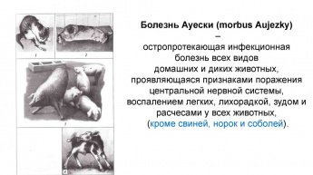 Болезнь домашних животных - Ауески